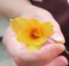 Zephyranthes tubispatha