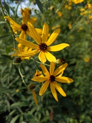 Coreopsis tripteris