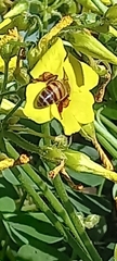 Apis mellifera scutellata