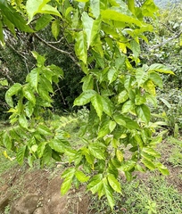 Plantae