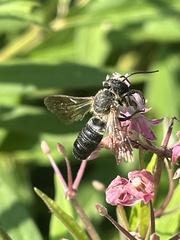 Megachile sculpturalis