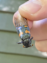 Nicrophorus orbicollis