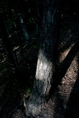 Pinus nigra pallasiana