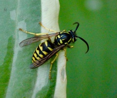 Dolichovespula arenaria
