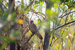 Saltator coerulescens