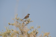 Amphispiza bilineata