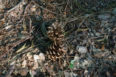 Pinus nigra pallasiana