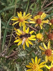 Eristalis
