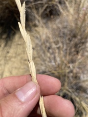 Thinopyrum obtusiflorum