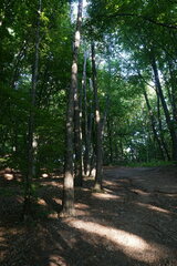 Pinus nigra pallasiana
