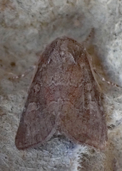 Lacinipolia meditata