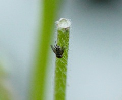 Milichiidae