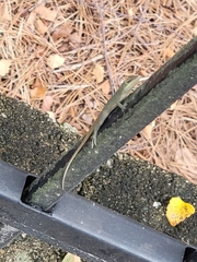 Anolis carolinensis