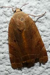 Noctua fimbriata