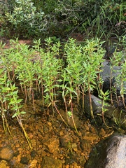 Lysimachia terrestris
