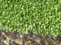 Callitriche stagnalis