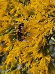 Eristalinae