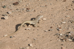 Aspidoscelis marmoratus