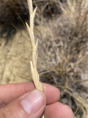 Thinopyrum obtusiflorum
