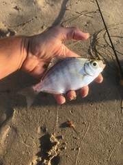 Hyperprosopon argenteum