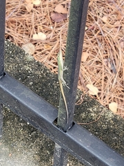 Anolis carolinensis
