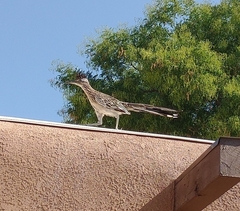 Geococcyx californianus