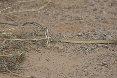 Serpentes