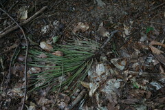 Pinus nigra pallasiana