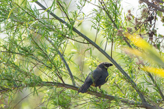 Saltator coerulescens