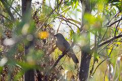 Saltator coerulescens
