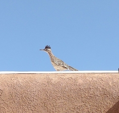 Geococcyx californianus