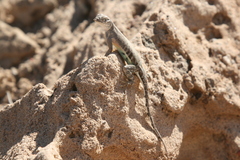 Cophosaurus texanus scitulus