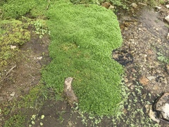 Callitriche stagnalis