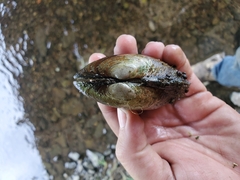 Ortmanniana ligamentina