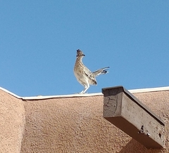 Geococcyx californianus