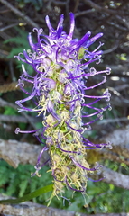 Phyteuma betonicifolium