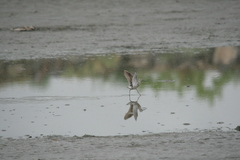 Calidris himantopus
