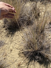 Thinopyrum obtusiflorum