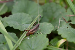 Gomphocerippus rufus