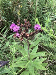 Vernonia missurica