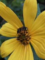 Callandrena
