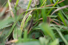 Gomphocerippus rufus