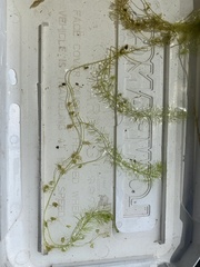Utricularia intermedia