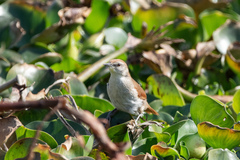 Certhiaxis cinnamomeus