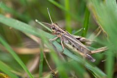 Gomphocerippus rufus