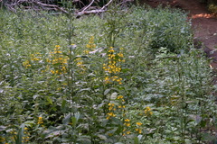 Lysimachia verticillaris