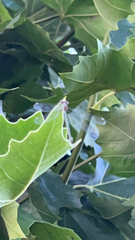 Chalcolestes viridis