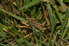 Gomphocerippus rufus