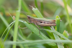 Chorthippus dorsatus