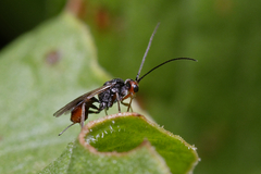 Dinocampus coccinellae